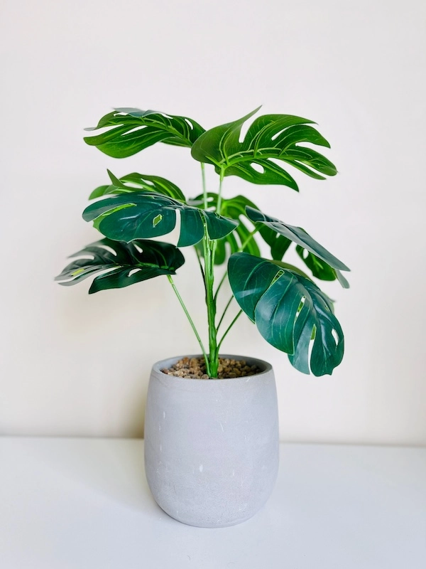 A potted monstera plant.